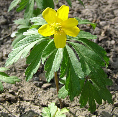 Gelbes Windröschen, Anemone ranunculoides